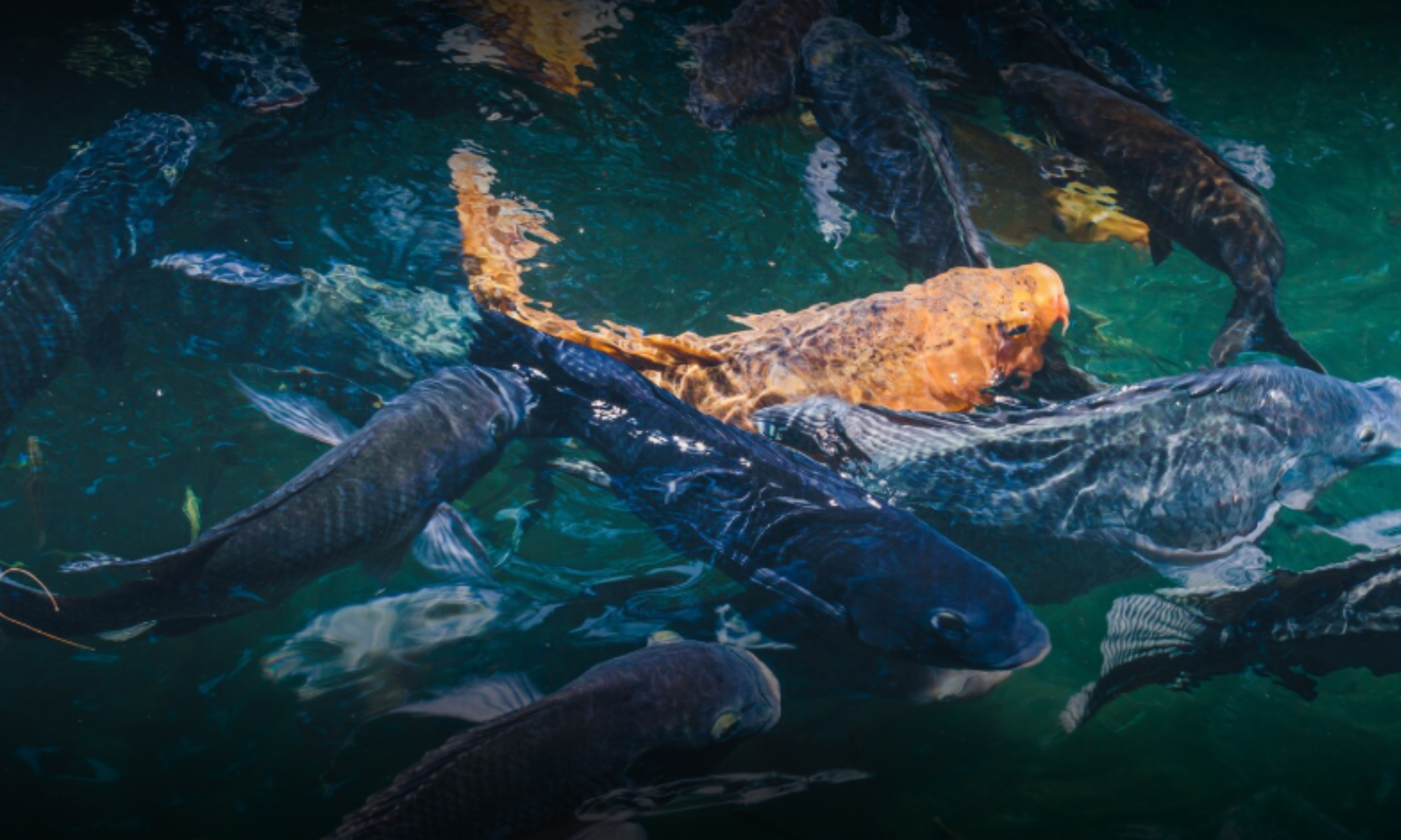 Smart Aquaculture: Technology Revolutionizing Fish Farming